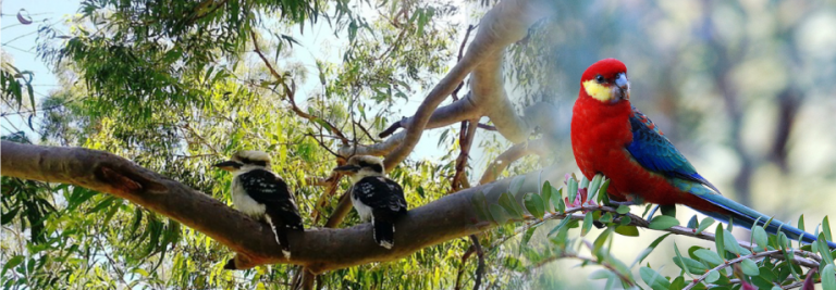 The Porongurup Range Tourist Park